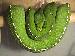 Morelia viridis Merauke