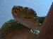 Morelia viridis Merauke Morelia viridis Merauke