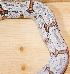Boa Constrictor Constrictor Brasilien Boa Constrictor Constrictor Brasilien