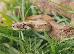 Boa Constrictor Sabogae