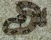 Hi Pink/Spot Saddled Columbian Boa Hi Pink/Spot Saddled Columbian Boa