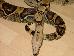 Boa constrictor constrictor "Columbia