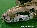 1,0 Boa c.constrictor