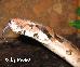 Boa c. constrictor