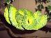 Morelia viridis Morelia viridis