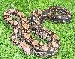 Crawl Cay Common Boa