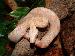 Albino Boa con. imperator