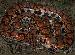 Epicrates-chenria-chenria Epicrates-chenria-chenria