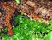 Epicrates c. cenchria Epicrates c. cenchria