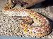 Python curtus Python curtus