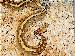 Python curtus brongersmai Python curtus brongersmai