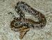 Python curtus Python curtus