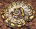 Python regius, Mojave