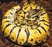 Python regius Pastel