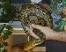 Python Reticulatus