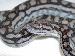 Morelia spilota metcalfei Morelia spilota metcalfei