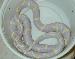 Albino California Kingsnakes